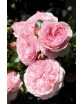 Троянда флорібунда Марія Тереза ніжно-рожева | Роза флорибунда Мария Тереза нежно-розовая | Floribunda Rose Mariatheresia pink